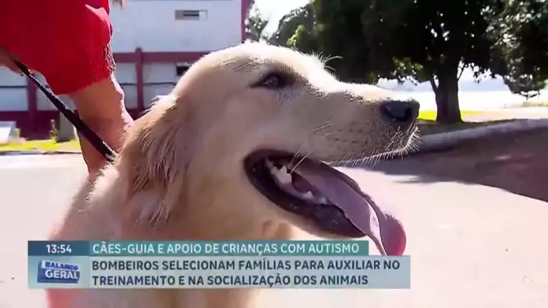 Cães treinados pelo Corpo de Bombeiros do DF viram aliados de crianças com autismo