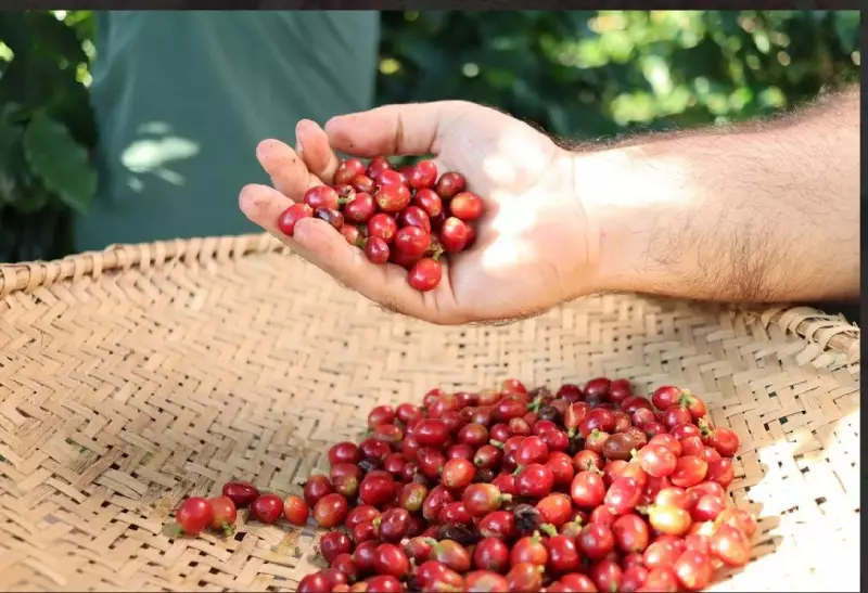 Café Jacaná: Tradição Familiar e Cafés Especiais no Rio Grande do Norte