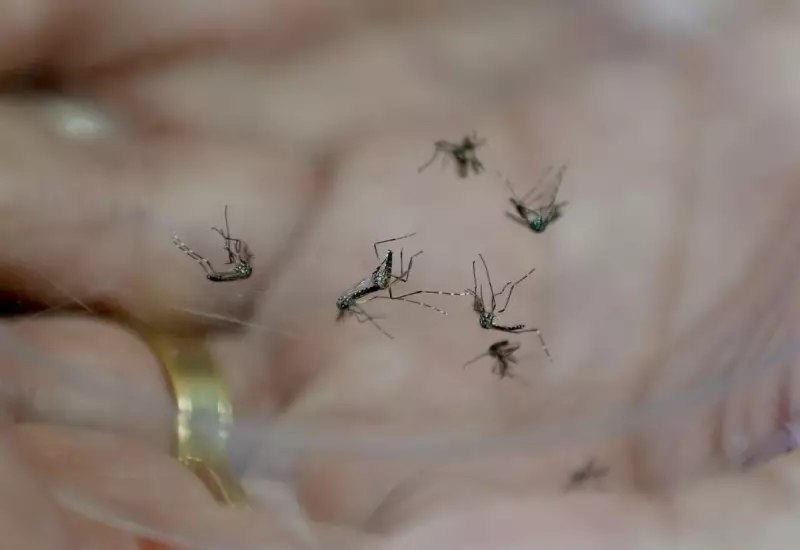 Campinas intensifica combate ao Aedes aegypti em 24 bairros com alto risco de arboviroses