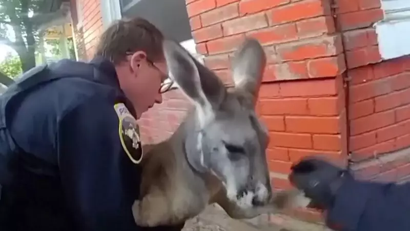 Canguru foge de casa e causa reviravolta nos EUA: operação policial mobilizada!