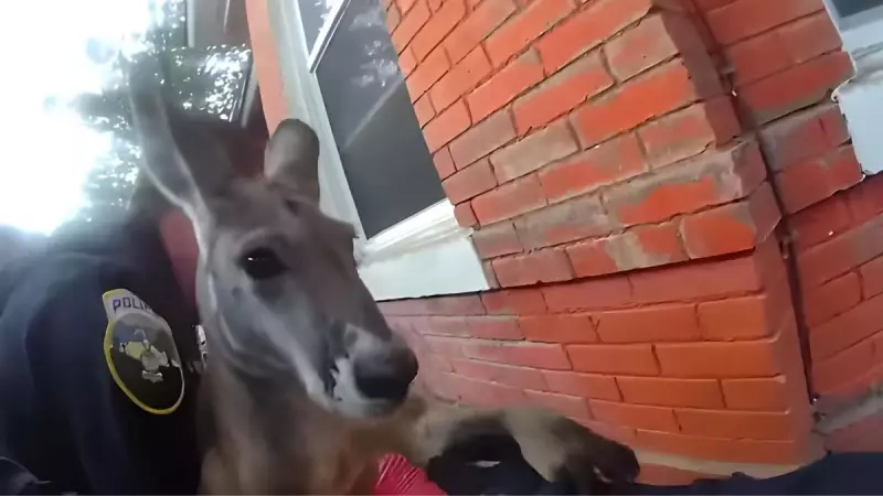 Canguru fujão escapa pela segunda vez de fazenda nos EUA e desafia polícia