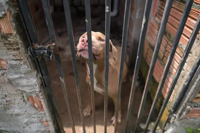 Canil clandestino com maus-tratos a cães é desativado em Manaus | Denúncia leva a resgate de animais