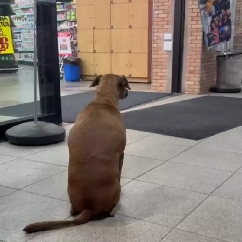 Cão Caramelo vira símbolo de resistência ao viver 50 dias em frente a mercado em Paulínia