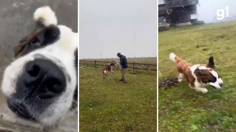 Cão da raça São Bernardo se encanta com a neve no RS em vídeo fofo que viraliza