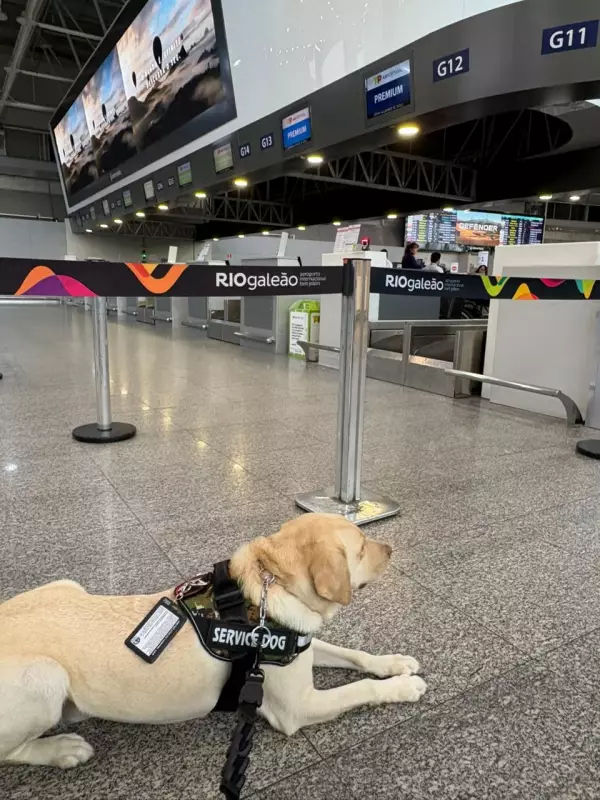 Cão de serviço é barrado em voo: família relata constrangimento e falta de informação