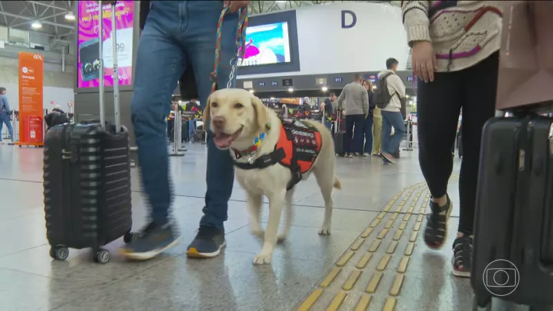 Cão de serviço embarca para Portugal após 50 dias de espera para apoiar menina autista