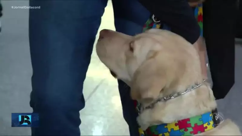 Cão de suporte emocional finalmente embarca para Lisboa após impasse judicial — saiba os detalhes