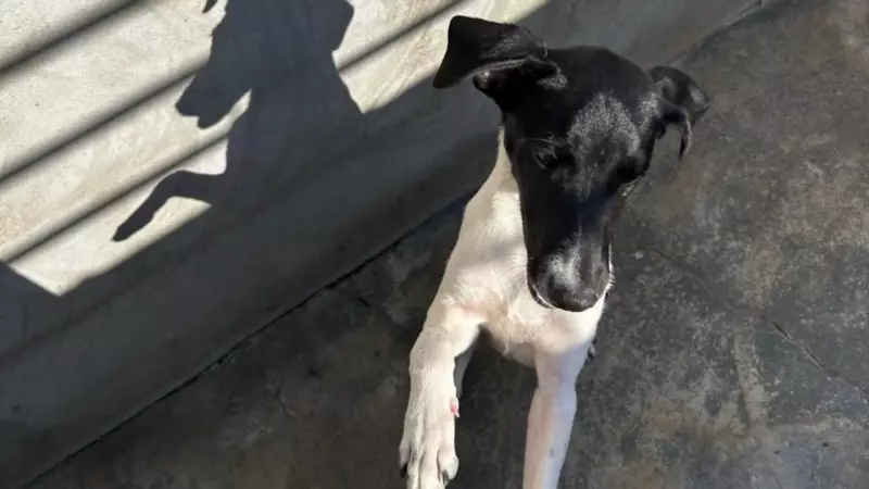 Cão é resgatado após ser agredido com pauladas em cemitério no interior de SP; veja o vídeo chocante
