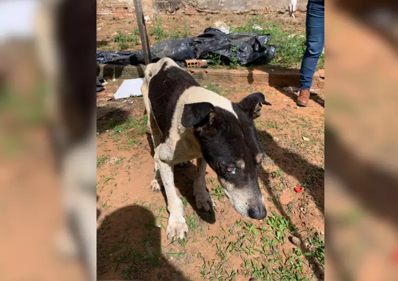 Cão é resgatado após sofrer maus-tratos em Avaré; tutor é preso em flagrante