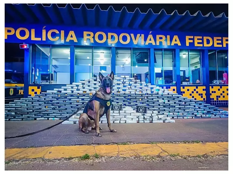 Cão farejador descobre 400 kg de drogas e munições em caminhão com compartimento secreto em MT