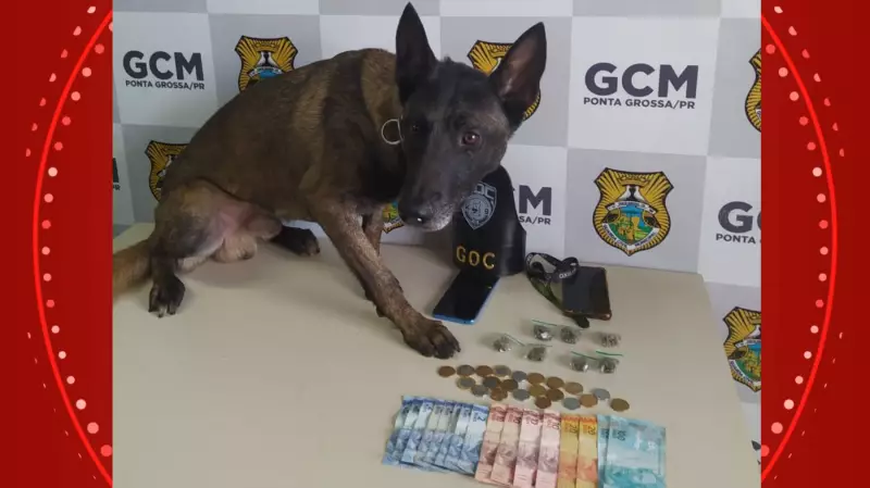 Cão farejador descobre drogas escondidas em partes íntimas de homem em Ponta Grossa