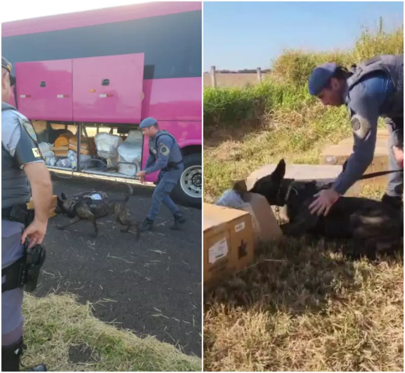 Cão farejador do BAEP flagra crack em bagagem de ônibus de turismo no interior de SP; passageiro é preso