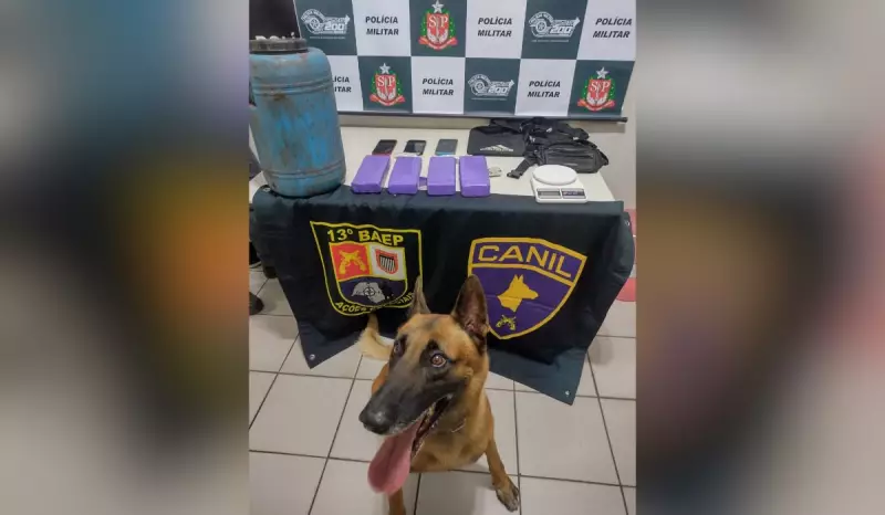 Cão farejador encontra 10 kg de maconha enterrados em tambor no interior de SP
