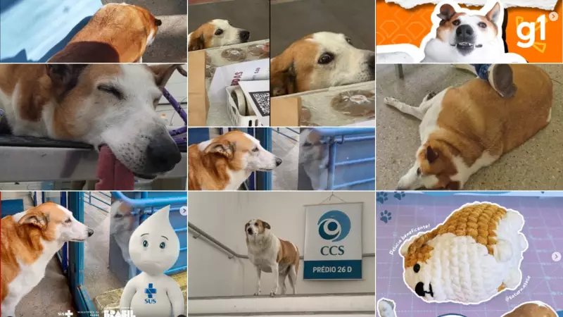 Cão Silveira, da UFSM, vira sensação na internet com memes e alcança 100 mil seguidores