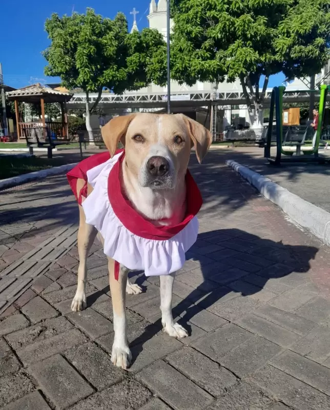 Cãozinho que participa de missas vira mascote de paróquia e encanta fiéis em MG
