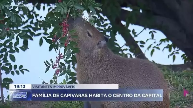 Capivaras encantam moradores e turistas no centro de Porto Alegre
