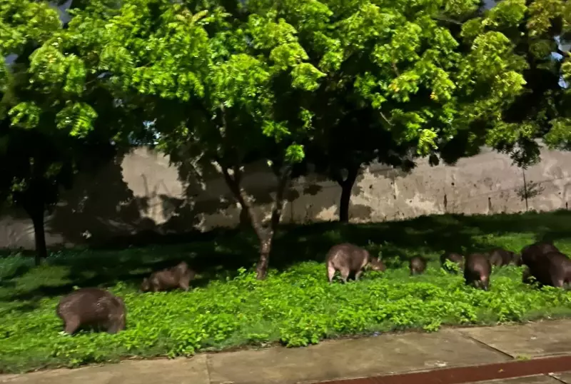 Capivaras invadem a Zona Sul de Aracaju e encantam moradores