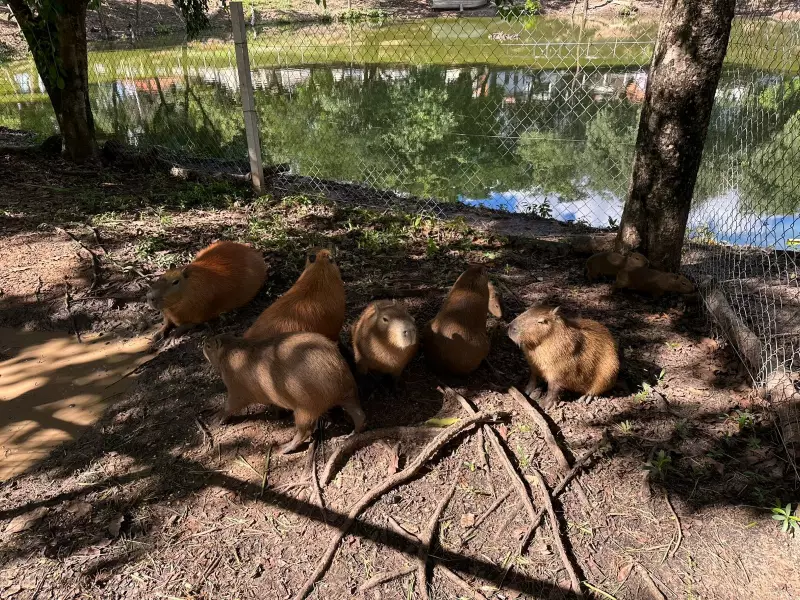 Capivaras são resgatadas da Lagoa dos Patos e levadas para a Cidade da Criança em Presidente Prudente