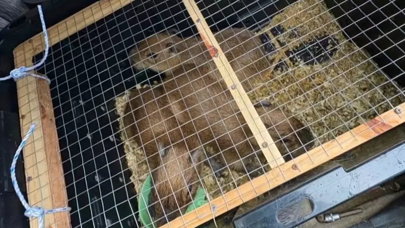 Capivaras são resgatadas em meio a drogas durante perseguição policial na Costa Rica