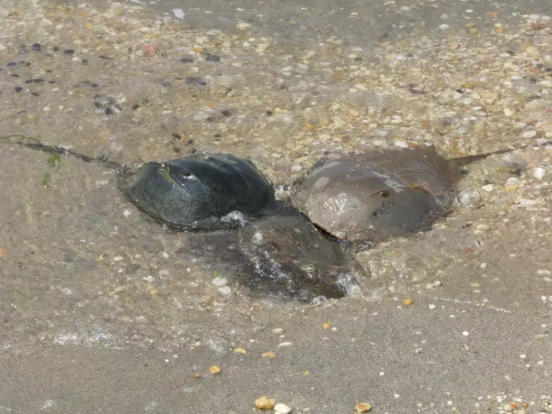 Caranguejo-ferradura: o herói azul dos oceanos que salva vidas humanas