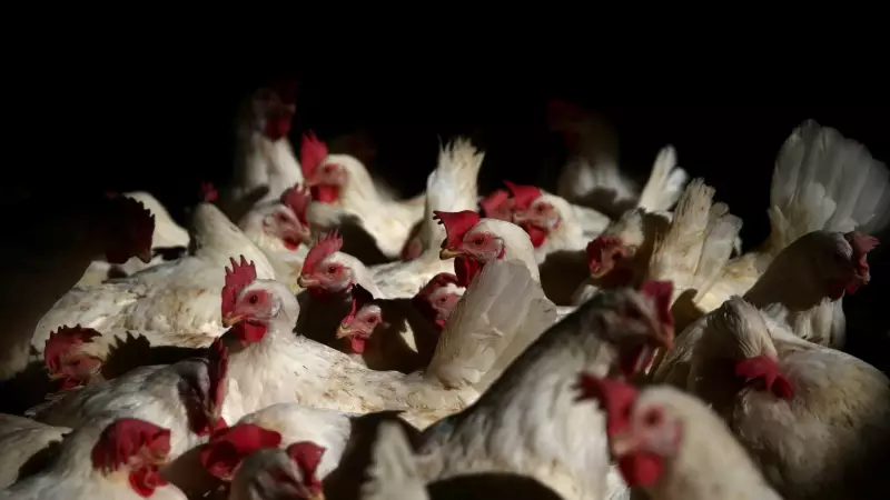 Casos de canibalismo entre frangos assustam o Brasil: mais de 122 mil registros em 2025