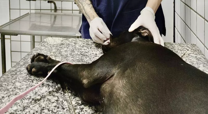 Castrações de animais caem em Piracicaba: entenda os motivos e impactos
