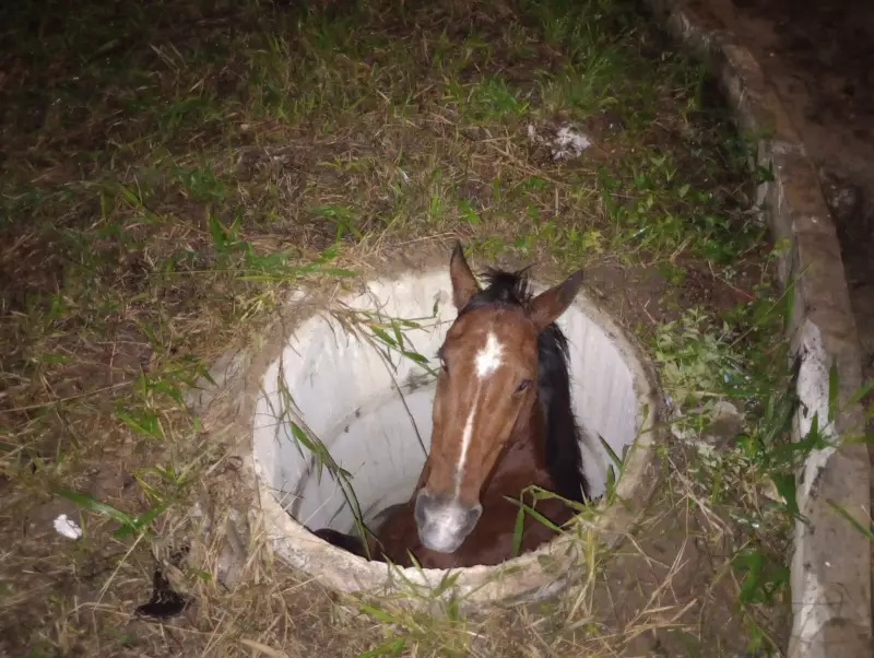 Cavalo morre após cair em bueiro em Caruaru: vídeo choca nas redes