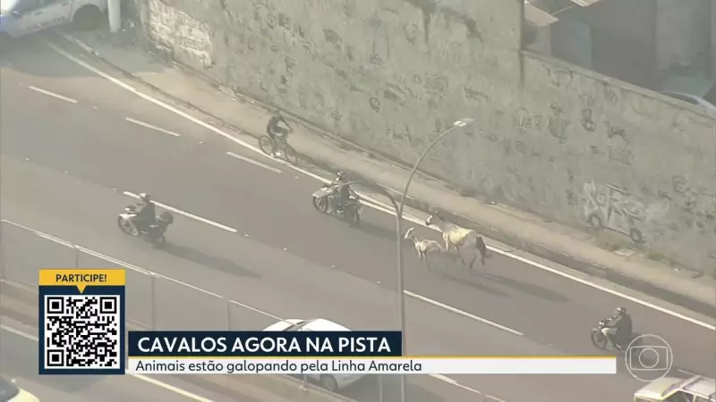 Cavalos invadem a Linha Amarela no Rio e causam transtornos no trânsito