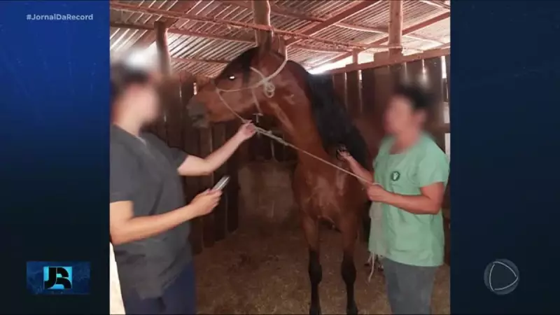 Cavalos morrem intoxicados em São Paulo: investigação aponta para possível crime ambiental
