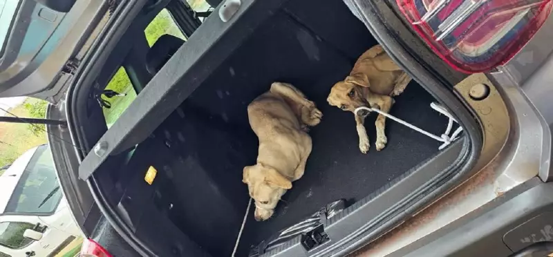 Cenário chocante: cães resgatados após se alimentarem de cadáver de outro animal em casa imunda no Tocantins