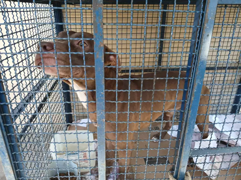 Cenas chocantes: Pitbull invade escola no Rio e ataca seis crianças; veja o vídeo