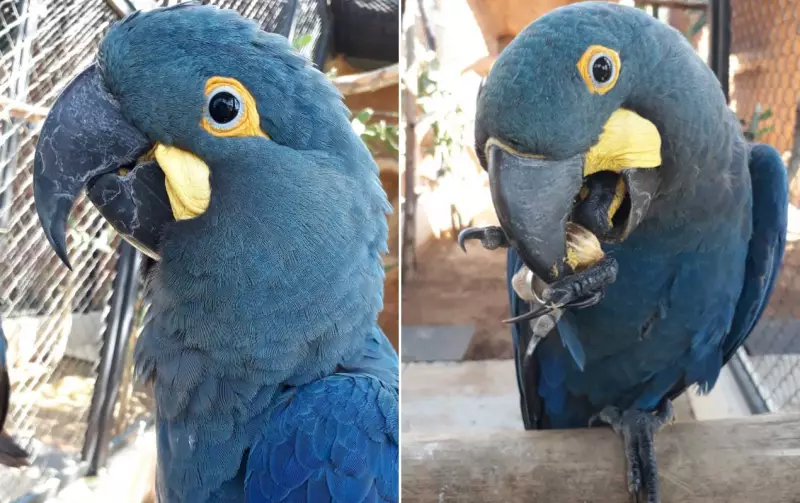 Centro de Conservação da Fauna Silvestre em Sorocaba amplia estrutura para abrigar novas espécies