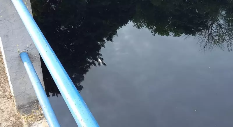 Cetesb investiga mortandade de peixes e manchas oleosas no Rio Sorocaba