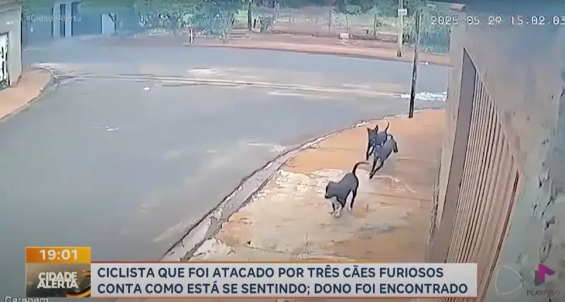 Ciclista é atacado por cães soltos em Guaíra, SP: entenda o caso e os riscos