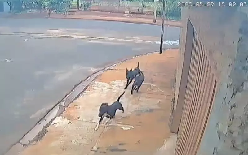 Ciclista é atacado por pitbulls em Guaíra, SP; assista ao vídeo chocante