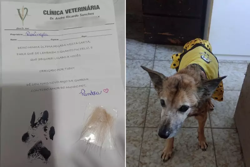 Clínica veterinária no litoral de SP usa pelos e marcas de patas para confortar tutores após perda de pets