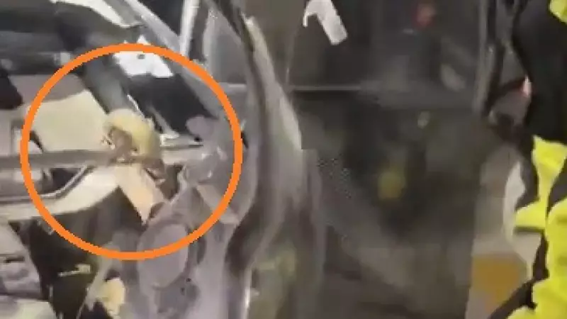 Cobra gigante de 3 metros é encontrada dentro do motor de carro em surpresa assustadora