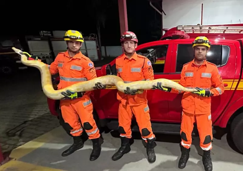 Cobra-píton gigante de 4 metros é encontrada no interior de MG: espécie não é nativa do Brasil
