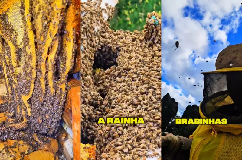 Colmeia gigante com mais de 100 mil abelhas é descoberta em escola de SC | Vídeo