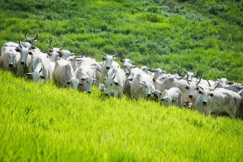 Como Criar Gado com Sucesso e Sustentabilidade: Dicas Essenciais para Produtores