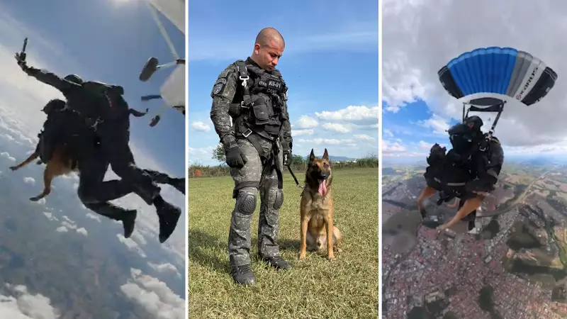 Coyote faz história como primeiro cão policial a saltar de paraquedas no Brasil