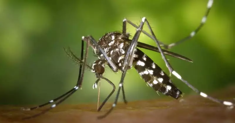 Criciúma mantém recorde sem casos autóctones de dengue em 2025 e intensifica vigilância