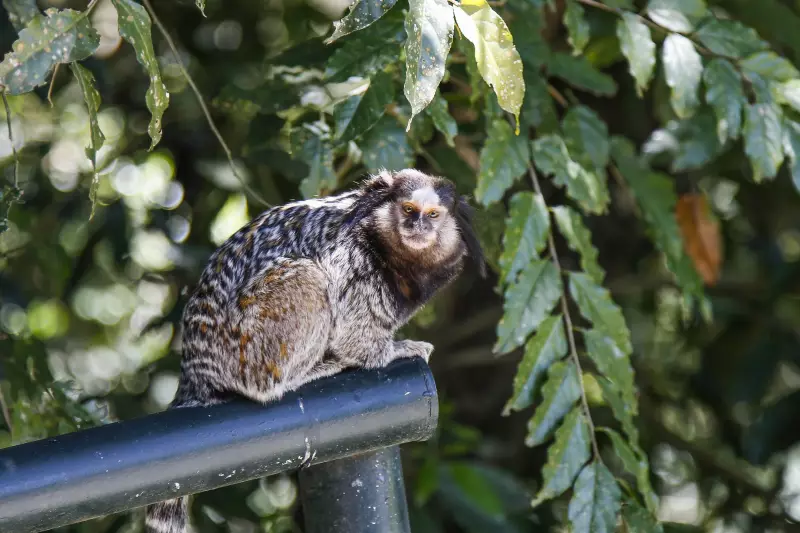 Curitiba lança plataforma inovadora para mapear capivaras e macacos na cidade – saiba como participar