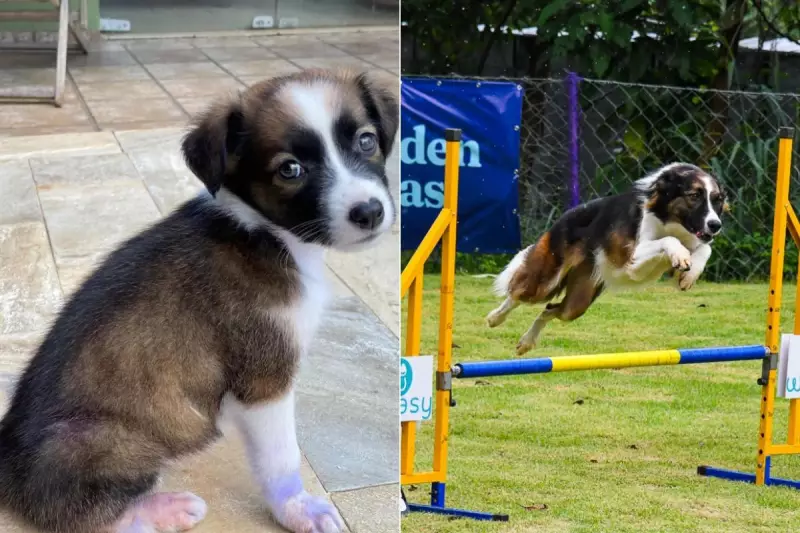 De abandonada a campeã: cadela resgatada em supermercado vira estrela de esportes caninos