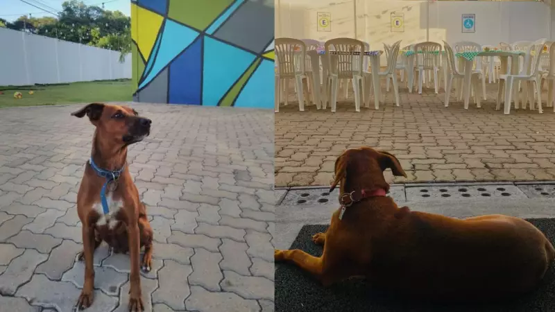 De vira-lata a mascote: a emocionante história do cão que virou símbolo de alegria em empresa do interior de SP
