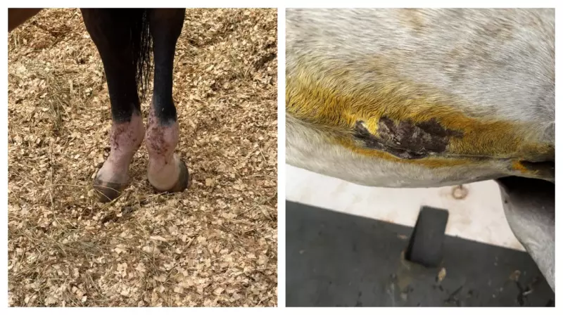 Denúncia de maus-tratos a cavalos em clube hípico de Santo Amaro choca SP