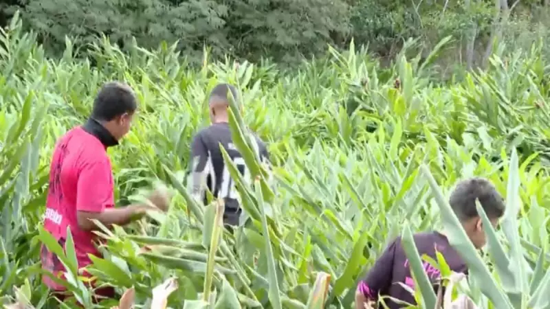 Desaparecidos em fazenda de MG: familiares não desistem das buscas na mata