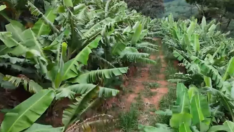Descubra o encanto do povoado mineiro que é referência na produção de bananas e belezas naturais