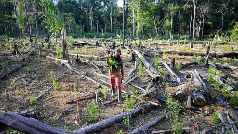 Desmatamento global atinge recorde em 2024 com aumento de incêndios florestais