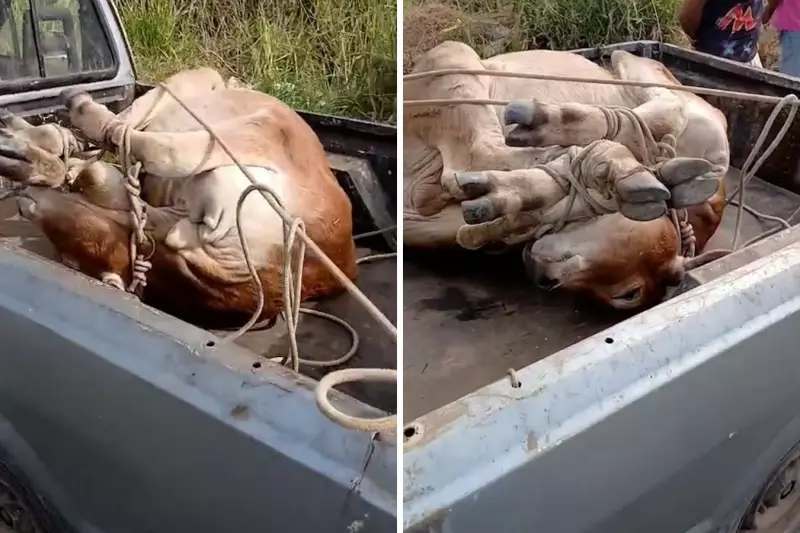 Dupla é presa por maus-tratos a bezerro amarrado em caçamba de picape em Campinas